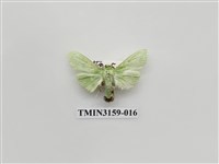 藏品(螟蛾317)的圖片